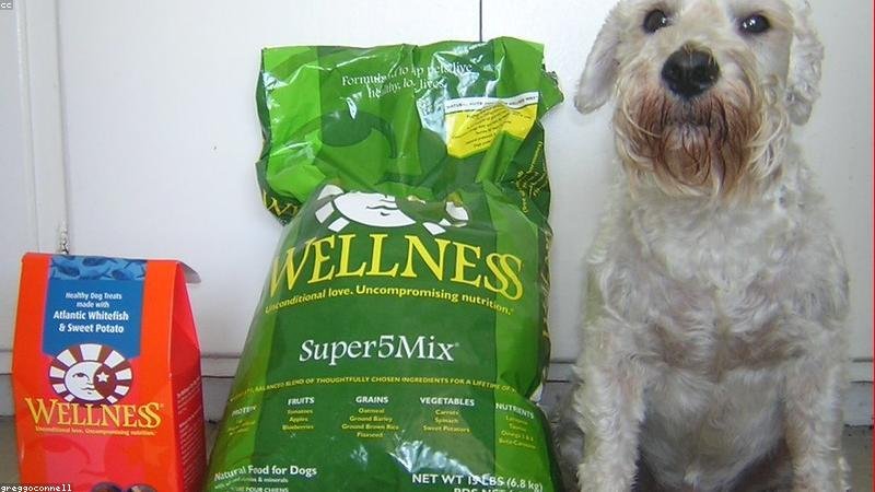 Pet Wellness 2026: The Trends Transforming How We Care for Animals - pet wellness